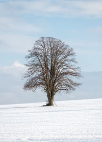 Bare tree on snow covered field against sky