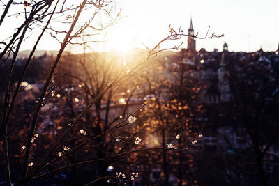 Silhouette trees and buildings against sky during sunset