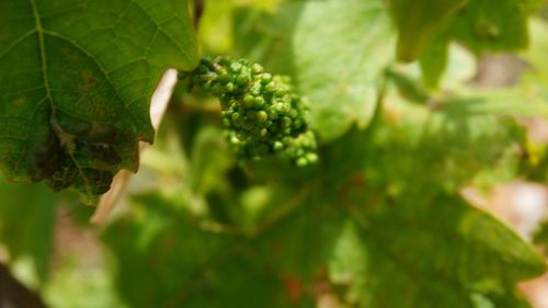 Close-up of fresh green plant