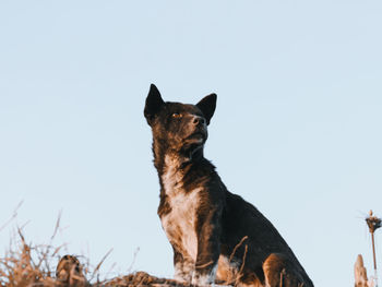 Low angle view of dog against clear sky