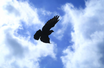 Low angle view of bird flying