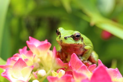 Close-up of frog on plant