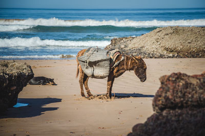 View of horse on beach