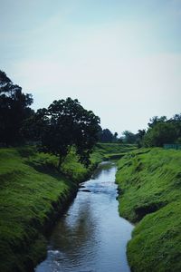 Scenic view of river amidst trees against clear sky