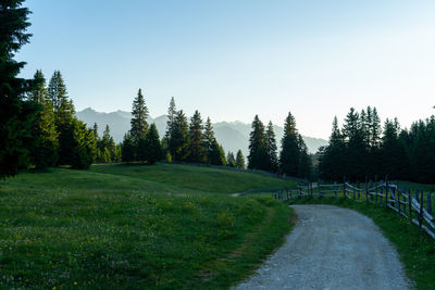 Scenic view of trees on field against clear sky