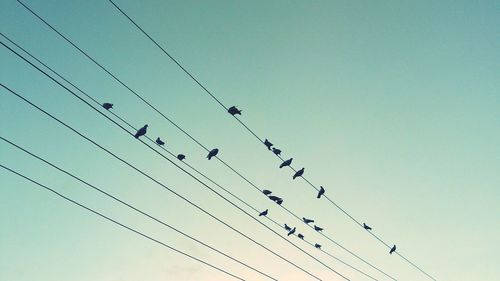 Low angle view of birds perching on cable against clear sky