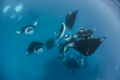 Wide angle view of a school of manta rays, in baa atoll ,madives