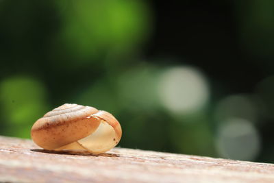 Close-up of apple on table