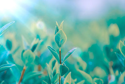 Close-up of plant growing on field