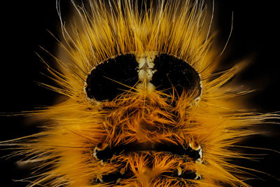 Close-up of dandelion flower against black background