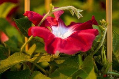 Close-up of red flowers blooming outdoors