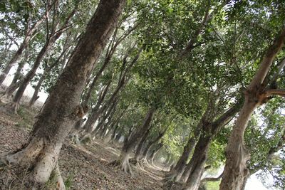 Low angle view of trees in forest