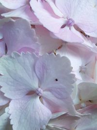 Close-up of pink cherry blossom