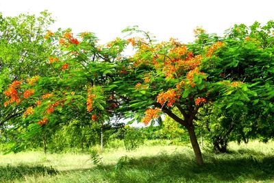 Trees in park