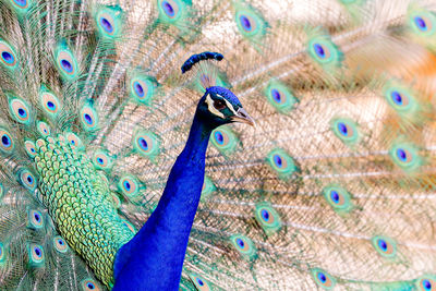 Close-up of peacock