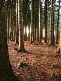 Trees in forest