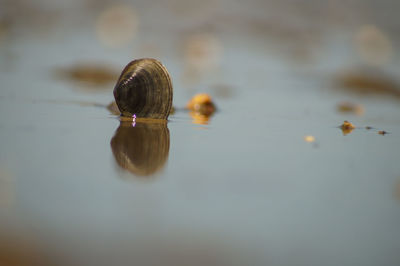 Close-up of shell on the sea