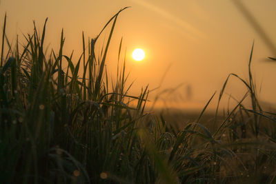 Close-up of grass against sunset sky