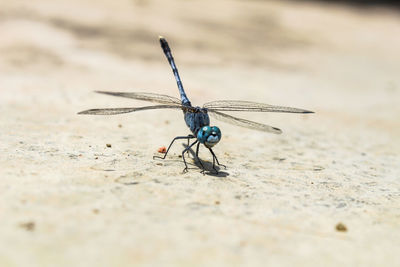 Close-up of dragonfly on land