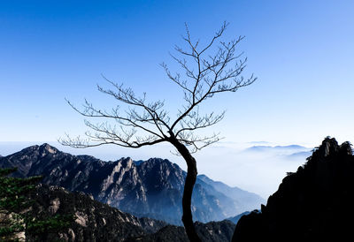 Bare tree against mountain range against clear blue sky