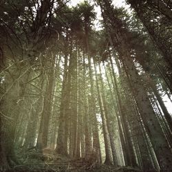 Low angle view of trees in forest