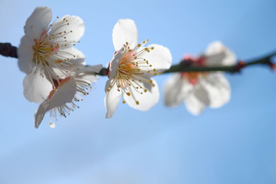 Low angle view of white flowers blooming against sky