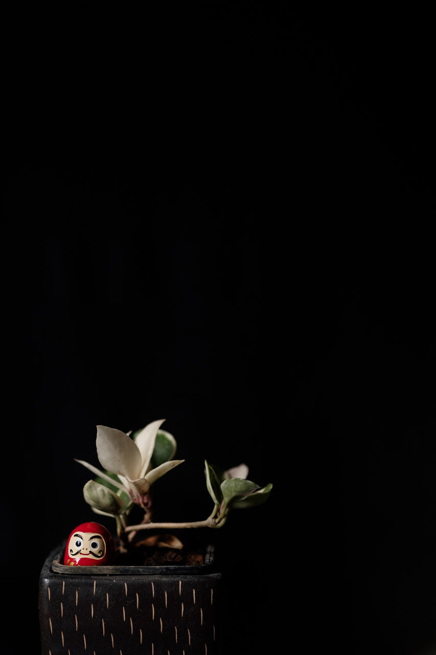 CLOSE-UP OF ROSE AGAINST WHITE BACKGROUND