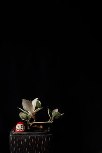 Close-up of rose against black background