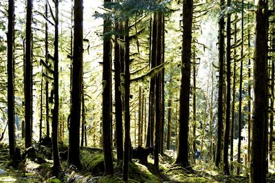 Trees in forest against sky