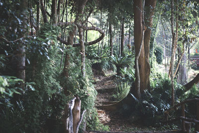 View of trees in forest