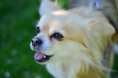 Close-up of a dog looking away
