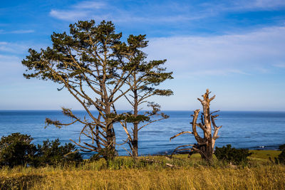 Tree by sea against sky