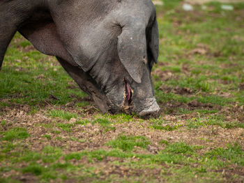 Elephant grazing in a field