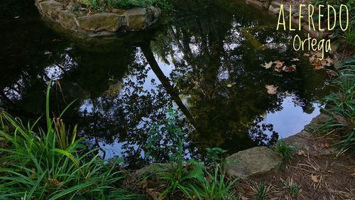 High angle view of trees in water