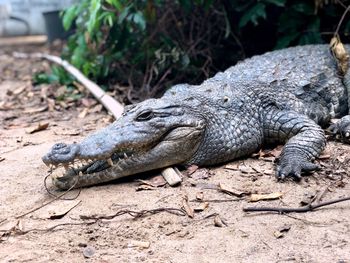 Close-up of a crocodile 