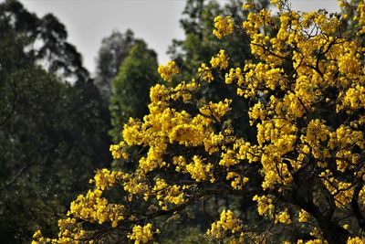 Close-up of yellow flowering plant against trees