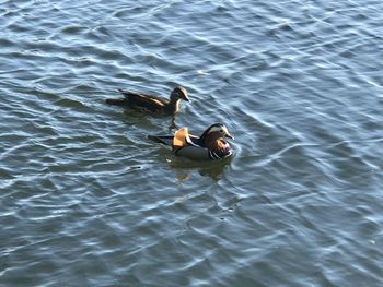 Duck swimming in lake