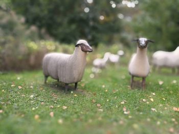 View of sheep