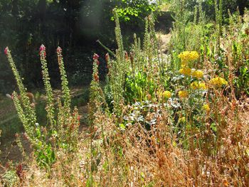 Plants growing on field by lake