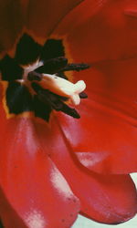 Close-up of red flower