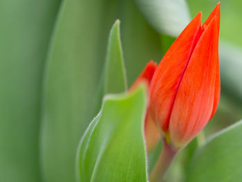 Close-up of red flowering plant