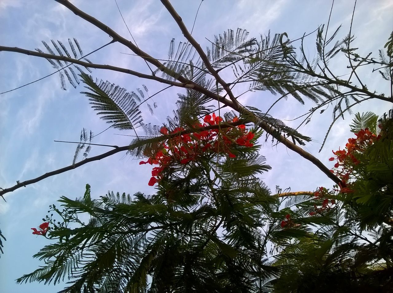tree, growth, low angle view, nature, branch, beauty in nature, sky, red, no people, outdoors, day, freshness, close-up