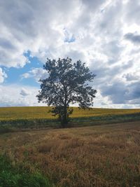 Tree on field against sky