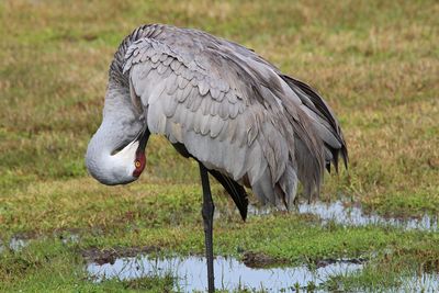 Side view of a bird on field