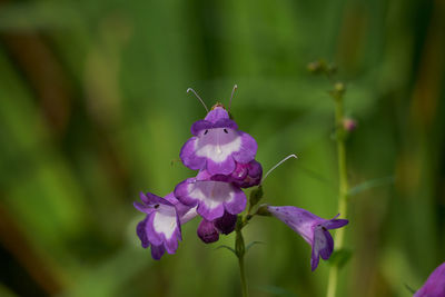 Close-up of insect on pink flowering plant