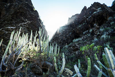 Plants growing on rocks against sky