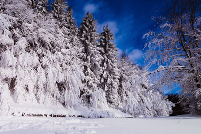 Snow covered trees against sky