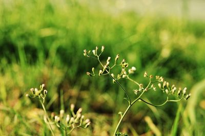 Close-up of flowering plant on field