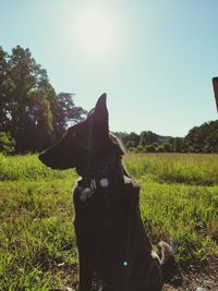 Dog on field against clear sky