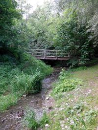 Scenic view of forest